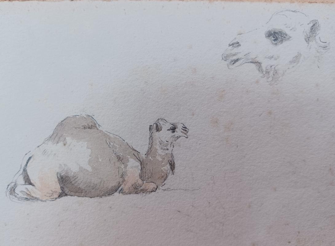 FRANTZ - CAMEL